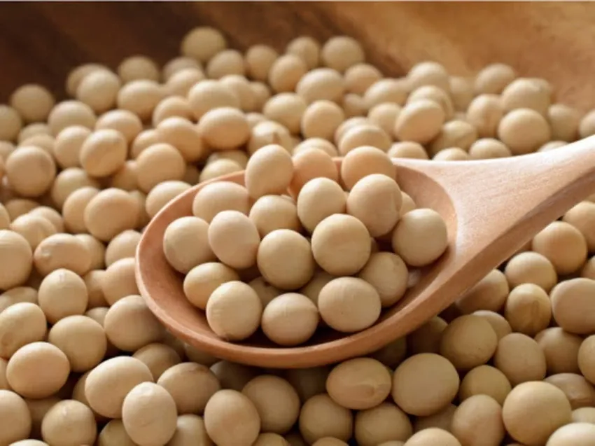 pro_b2e_soyabean.webp